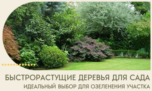 Быстрорастущие деревья для сада идеальный выбор в Шумерле